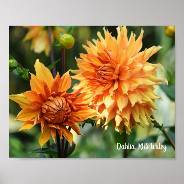 Orange & Yellow Dahlia Garden Flowers RHS Wisley Poster (Front)