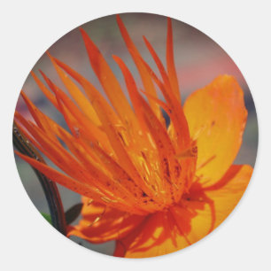 Orange Yellow Flower  Classic Round Sticker