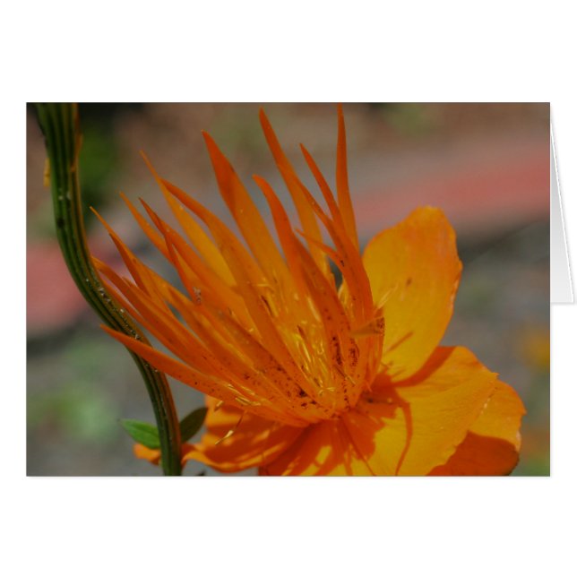 Orange Yellow Flower Photography Card (Front Horizontal)