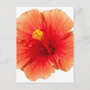 Orange Yellow Hibiscus Tropical Flower Hawaiian Postcard