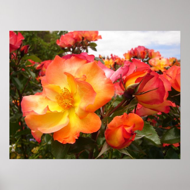 Orange Yellow Red Rose Roses Flowers floral Poster (Front)