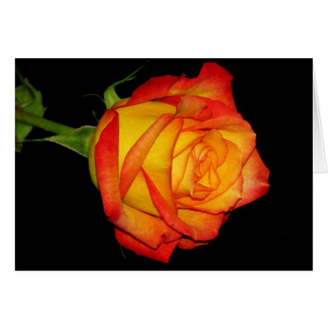 Orange-Yellow Rose (Front Horizontal)