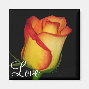 Orange-Yellow Rose Magnet