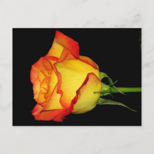 Orange-Yellow Rose Postcard