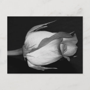 Orange-Yellow  Rose Postcard