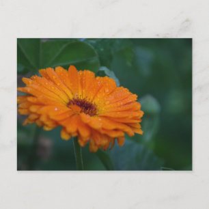 orange you glad i wrote you postcard