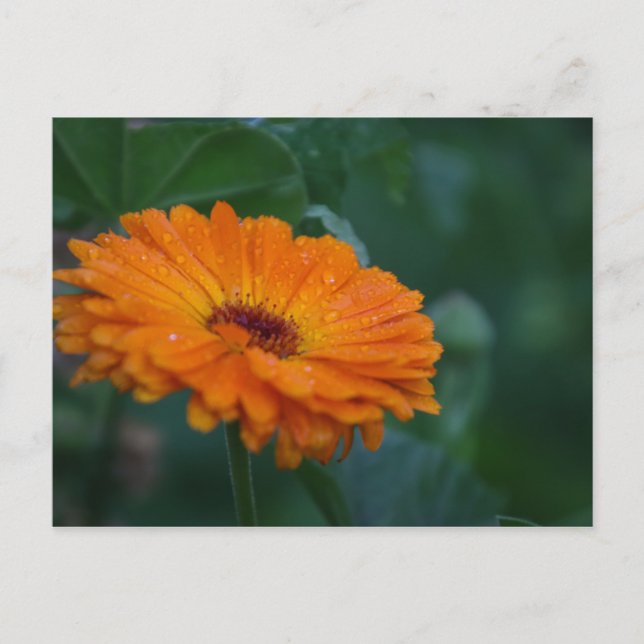orange you glad i wrote you postcard (Front)