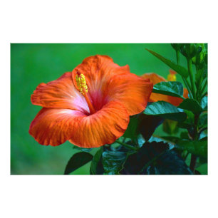 Orange You Gorgeous Poster