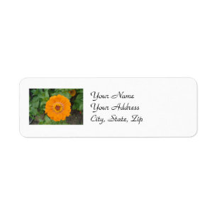 Orange Zinnia