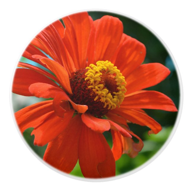 Orange Zinnia Ceramic Knob (Front)