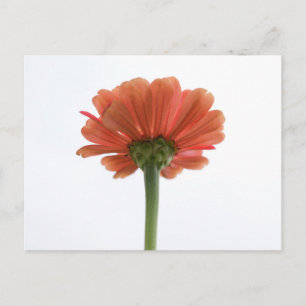 Orange Zinnia Flower Postcard