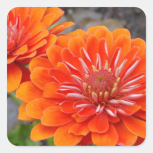 Orange Zinnia flowers Square Sticker