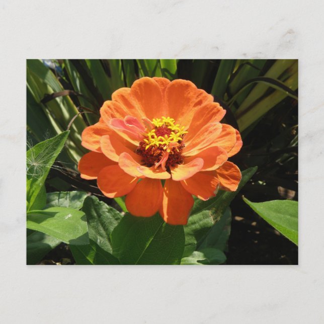 Orange Zinnia Postcard (Front)