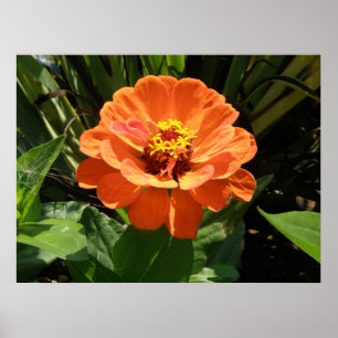 Orange Zinnia Print