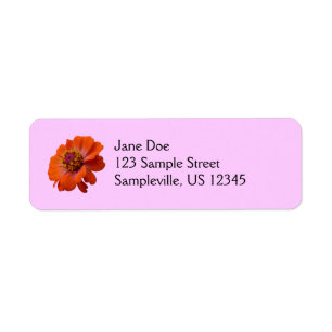 Orange Zinnia Wildflower Nature Floral