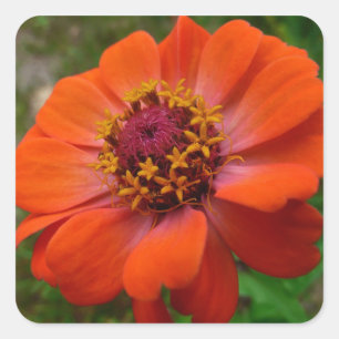 Orange Zinnia Wildflower Nature Floral Square Sticker