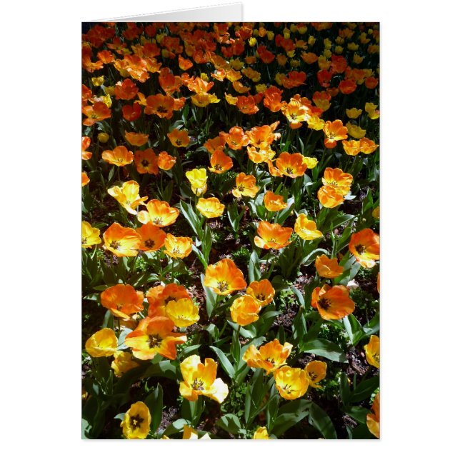 oranged tulips (Front)