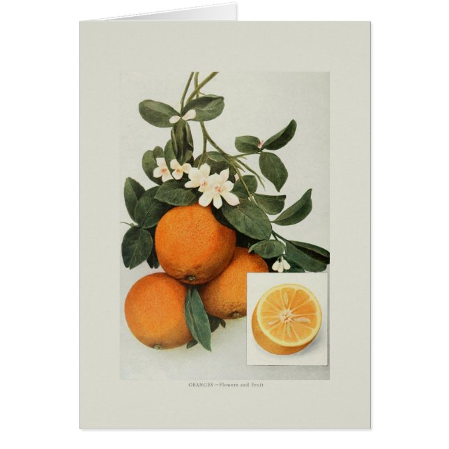 Oranges (Devant)