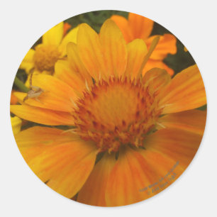 Oranges and Lemons Blanketflower With Crab Spider Classic Round Sticker