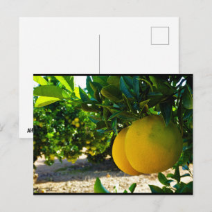 Oranges in Valencia Orange Grove Postcard