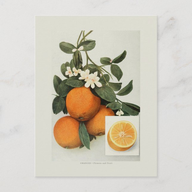 Oranges Postcard (Front)