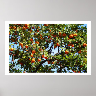 Oranges Poster