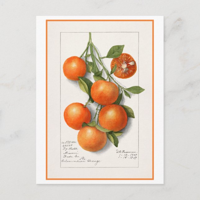 Oranges Vintage Botanical Illustration Postcard (Front)