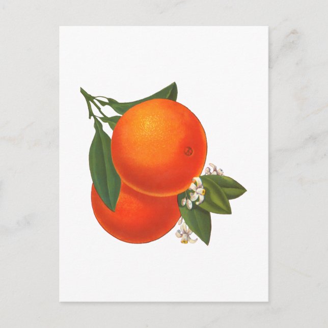 Oranges Vintage Crate Art Postcard (Front)