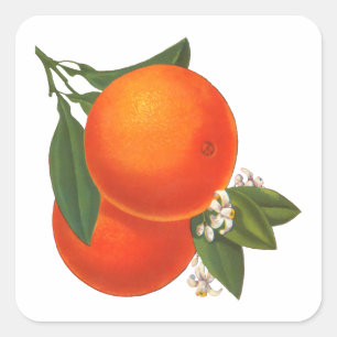Oranges Vintage Crate Art Sticker Template
