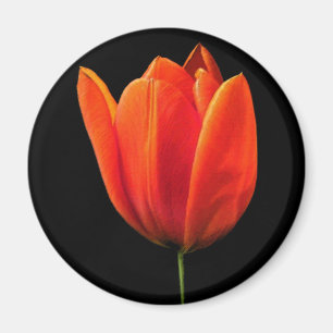 OrangeTulip Magnet
