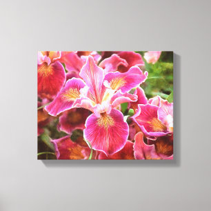 Orangish Pink Iris Canvas Print