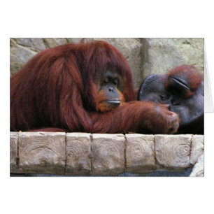 Orangoutan