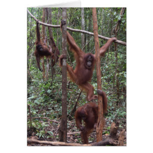 Orangs-outans femelles dans la jungle du Bornéo