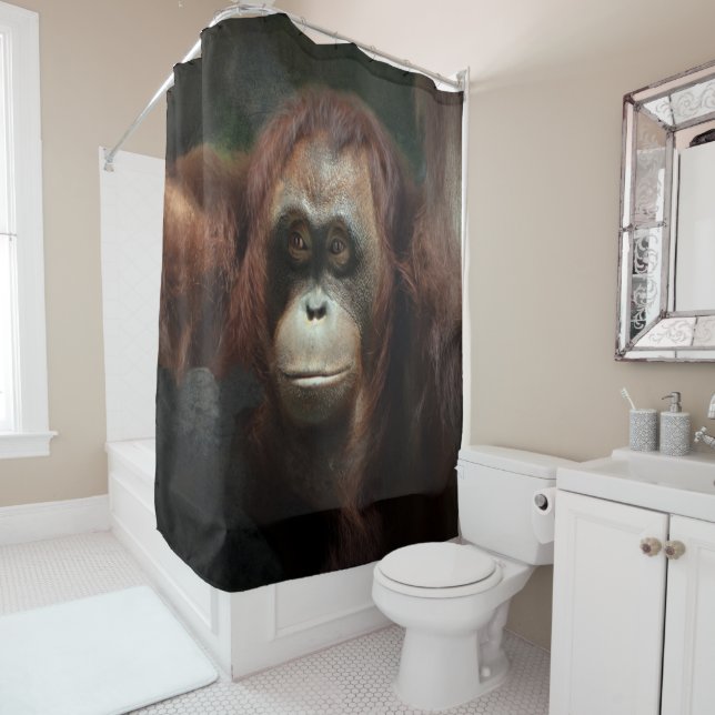 Orangutan (In Situ)