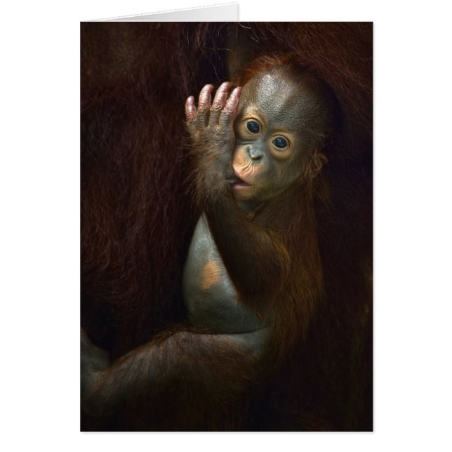 Orangutan (Front)