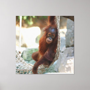 OrangUtan 001 Canvas Print