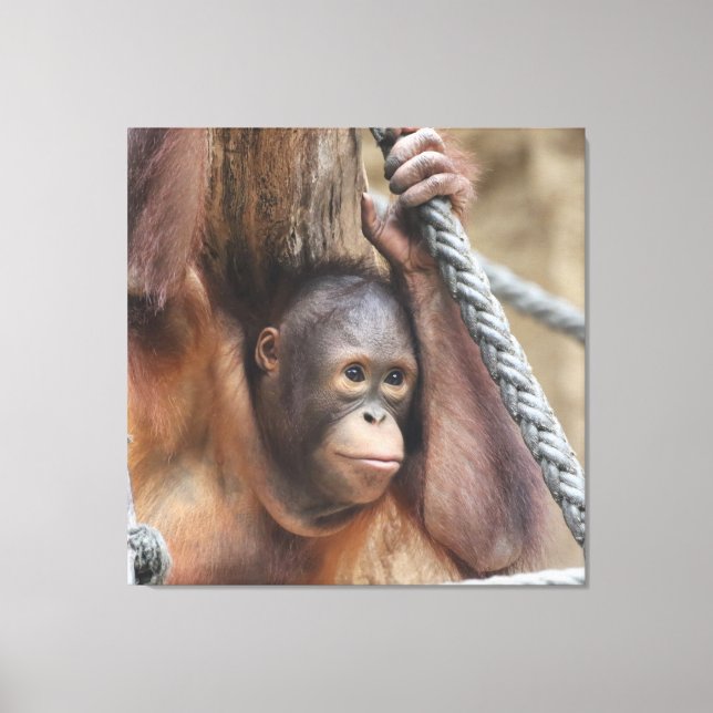OrangUtan 002 Canvas Print (Front)