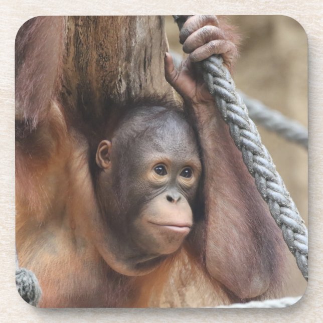 OrangUtan 002 Coaster (Front)