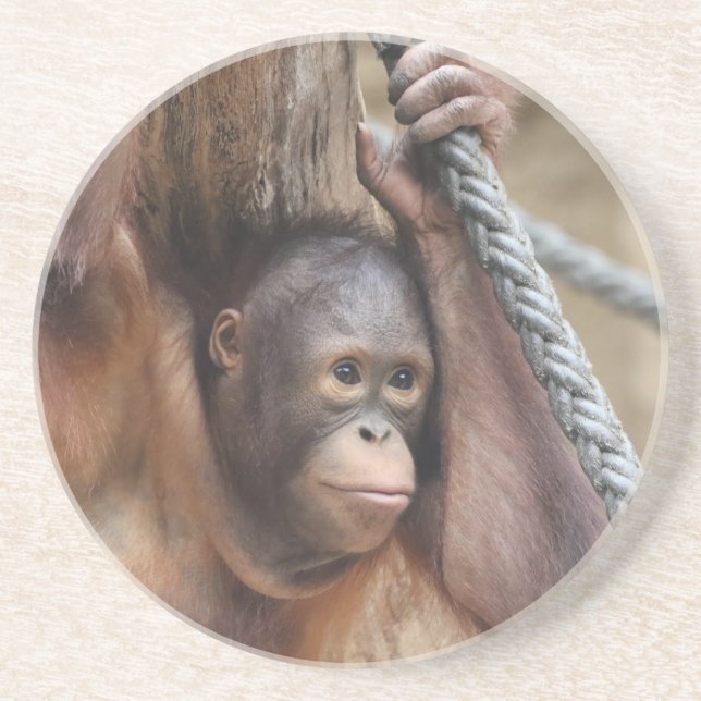 OrangUtan 002 Coaster (Front)