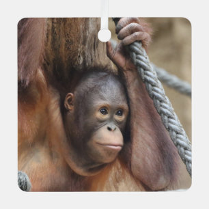 OrangUtan 002 Metal Ornament