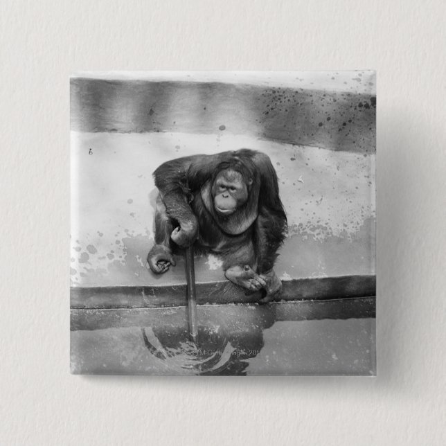 Orangutan 2 Inch Square Button (Front)