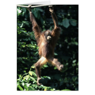 Orangutan à Bornéo