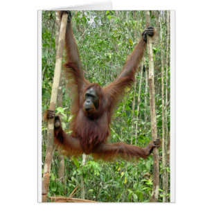 Orangutan a hangin'