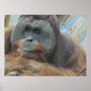 Orangutan, Ape, Monkey, Animal, Nature Wall Poster