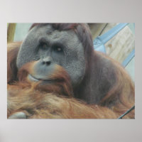 Orangutan, Ape, Singe, Animal, Poster du mur de la