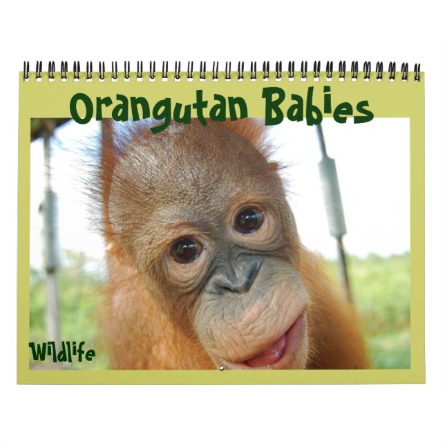 Orangutan Babies Calendar (Cover)