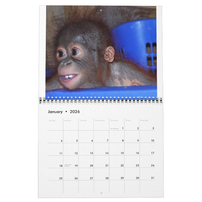 Orangutan Babies Calendar (Jan 2026)