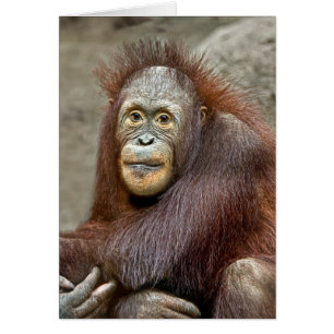 Orangutan Baby