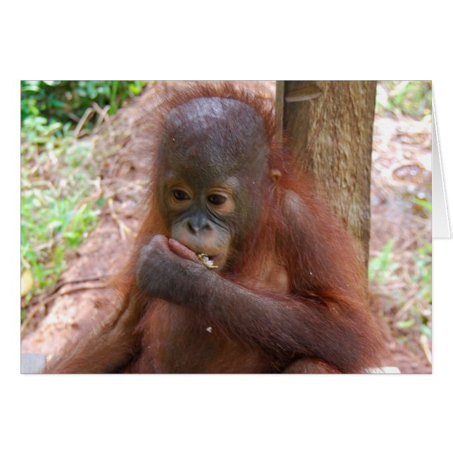 Orangutan Baby à l'école de la jungle de Bornéo (Devant horizontal)