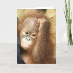 Orangutan Baby Card